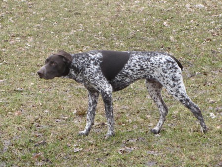 Garis, Bc.Jan Franěk